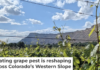 Colorado’s $3.9 billion wine industry is threatened by a tiny aphid. Courtesy of Charlotte Oliver
